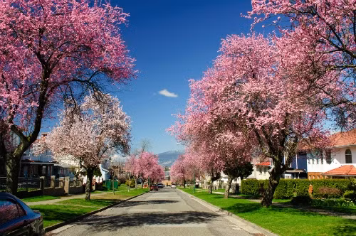 Hoa anh đào khoe sắc rực rỡ trên những con đường tuyệt đẹp ở Vancouver.