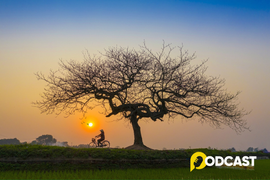 Podcast tản văn: Tình quê trong món rau lang