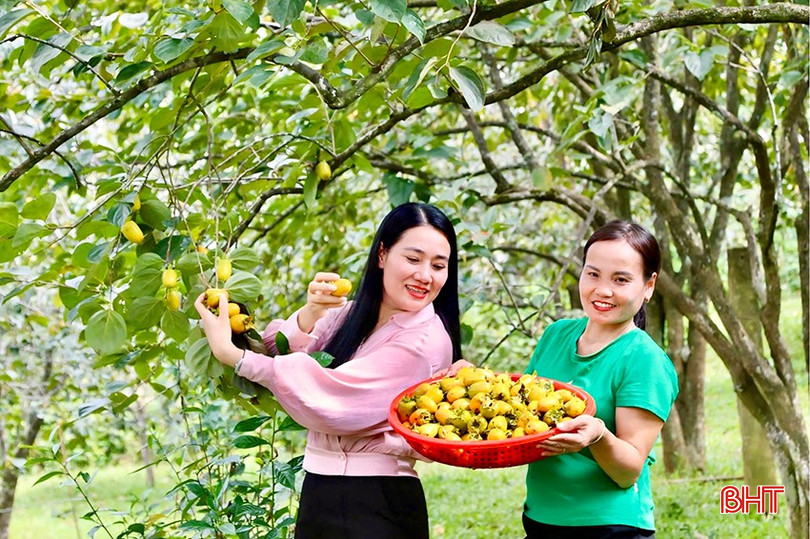 Kinh tế vườn đồi giúp người dân Vũ Quang ổn định cuộc sống, có thêm điều kiện chung sức cùng chính quyền địa phương thực hiện các nhiệm vụ. bqbht_br_img-6065-copy.jpg