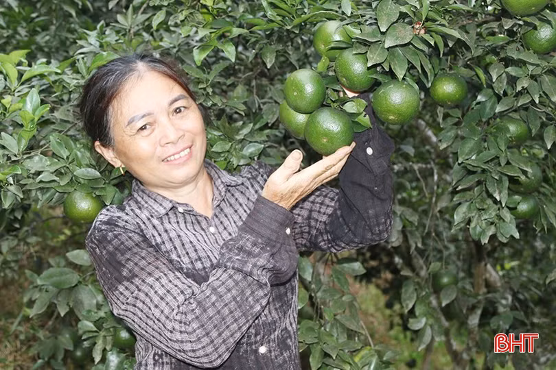 Nông dân Hương Sơn tích cực phát triển kinh tế, nâng cao thu nhập, ổn định cuộc sống.