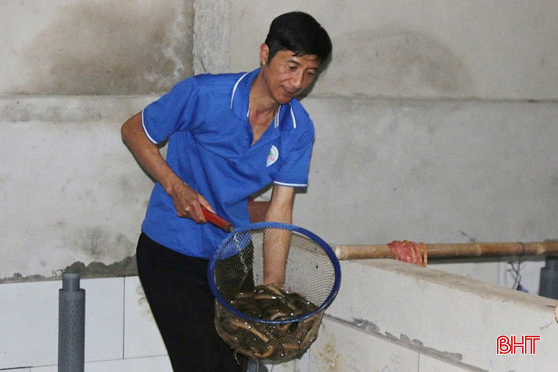 Mỗi năm, cơ sở của ông Hà thu hoạch được khoảng 3,5 - 4 tấn lươn thịt. bqbht_br_z6475008370114-72f47959dbfadf231712ff20ee10a1c4.jpg