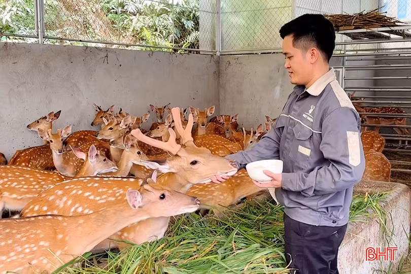 Anh Hồ Văn Thuận (xã Sơn Giang, Hương Sơn) là thanh niên công giáo tiêu biểu trong phong trào khởi nghiệp tại địa phương.