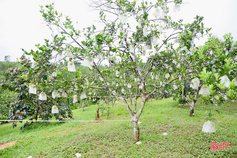 Toàn tỉnh hiện có gần 7.400 ha trồng cam, trong đó, hơn 6.200 ha cho thu hoạch. bqbht_br_img-5294-copy.jpg