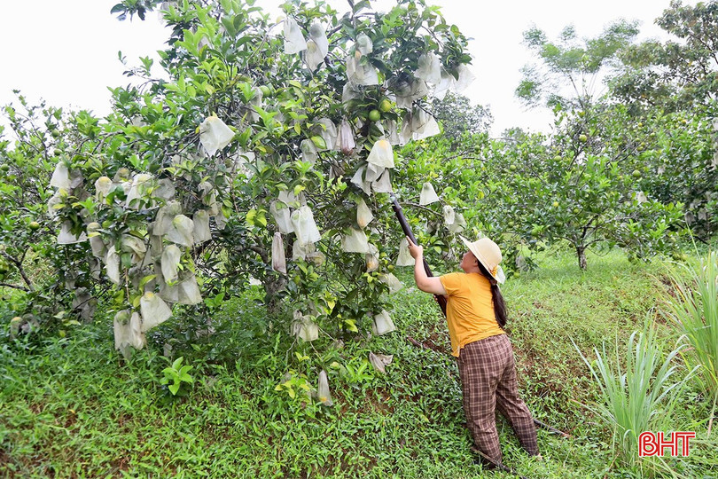 Chị Nguyễn Thị Nga (thôn Yên Du, xã Mai Hoa) đang chống đỡ cho các gốc cam của gia đình. bqbht_br_img-5292-copy.jpg