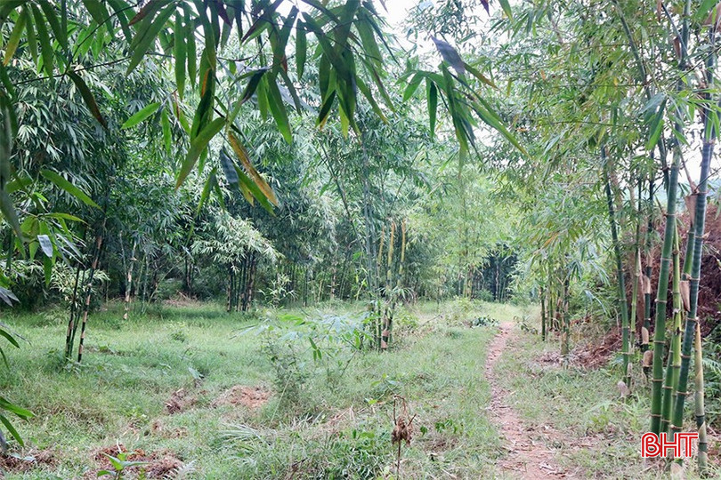 Mô hình trồng tre tứ quý lấy măng của chị Bùi Thị Khuyên ở thôn 6 (xã Đức Bồng). img-2883-copy-9049.jpg