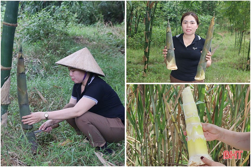 Tre tứ quý trồng khoảng 8 tháng bắt đầu cho thu hoạch măng đợt đầu tiên. 7861489d-b779-47c1-8ec3-4fe3459cf0ef-copy-8933.jpg