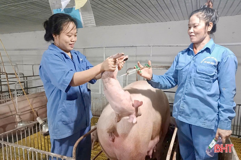 Hiện tại, HTX Nông nghiệp sinh thái và Dịch vụ Vũ Sơn Đức có quy mô nuôi hơn 1 nghìn con lợn nái, 5 nghìn con lợn thịt/năm. bqbht_br_img-5076-copy.jpg
