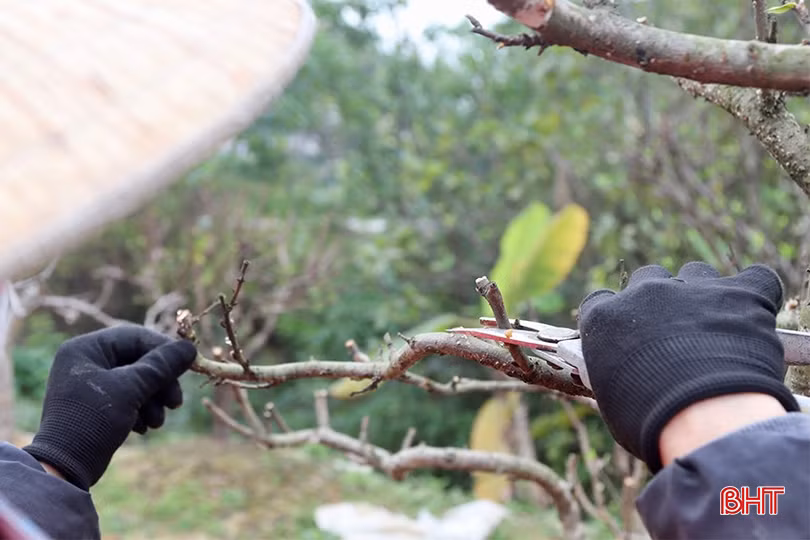 Theo các nhà vườn, sau khi lấy đào về, phải thay đất, bỏ phân, tưới nước..., sau đó tỉa cành, tỉa búp còn sót lại để đào phục hồi sau thời gian “căng sức” nuôi hoa. Đến khoảng tháng 8 âm lịch là công đoạn uốn cành để tạo dáng, thế. Gần Tết thì tuốt lá, bón phân... để cây nở hoa đúng dịp.