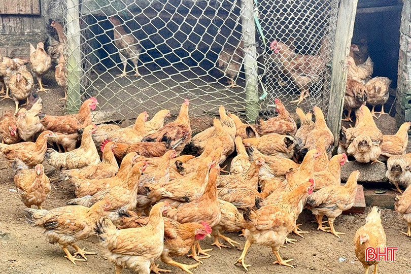 ການລ້ຽງໄກ່ນຳມາເຊິ່ງລາຍຮັບທີ່ດີໃຫ້ແກ່ປະຊາຊົນຢູ່ຕາແສງ ມ໋າຍຮ່ວາ. bqbht_br_img-6295-copy.jpg