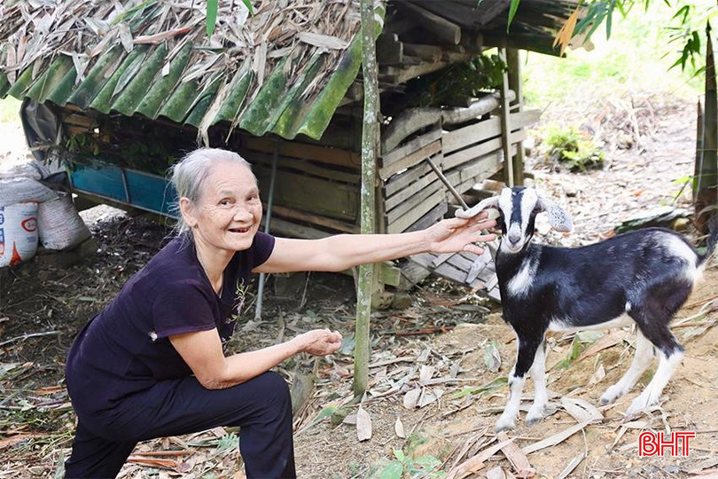 De 2022 até o presente, toda a comuna de Vu Quang conta com 21 famílias apoiadas para desenvolver um modelo de criação de cabras, com um rebanho total de 76 cabras. bqbht_br_image-1-copy.jpg