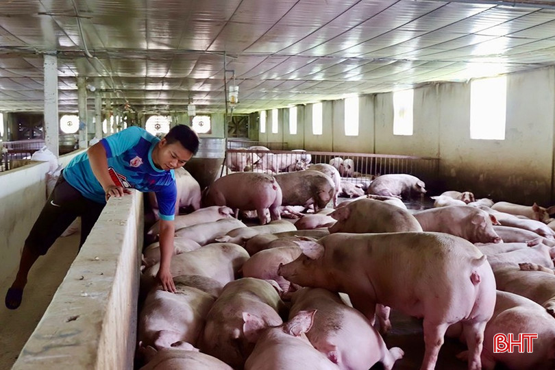 ຮູບແບບການລ້ຽງໝູດ້ວຍຂະໜາດໝູ 500 ໂຕ/ຊຸດຂອງທ່ານ ຫງວຽນຕ໋ຽນແມ້ງ (ບ້ານ 1 - ບົງຢາງ). bqbht_br_1gsg8754f-6tp255-copy.jpg