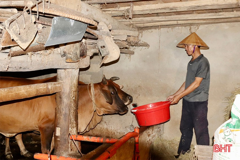 Ông Đặng Thế An ở thôn Hương Thọ (xã Đức Hương) đang chăm sóc đàn bò của gia đình. img-9632-copy-5499.jpg