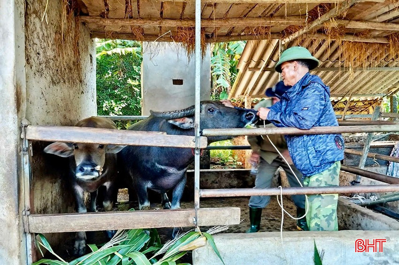 Nhằm giúp đàn trâu phát triển khoẻ mạnh, người chăn nuôi Vũ Quang đã chủ động tiêm các loại vắc-xin phòng bệnh. img-2718-copy-4508.jpg