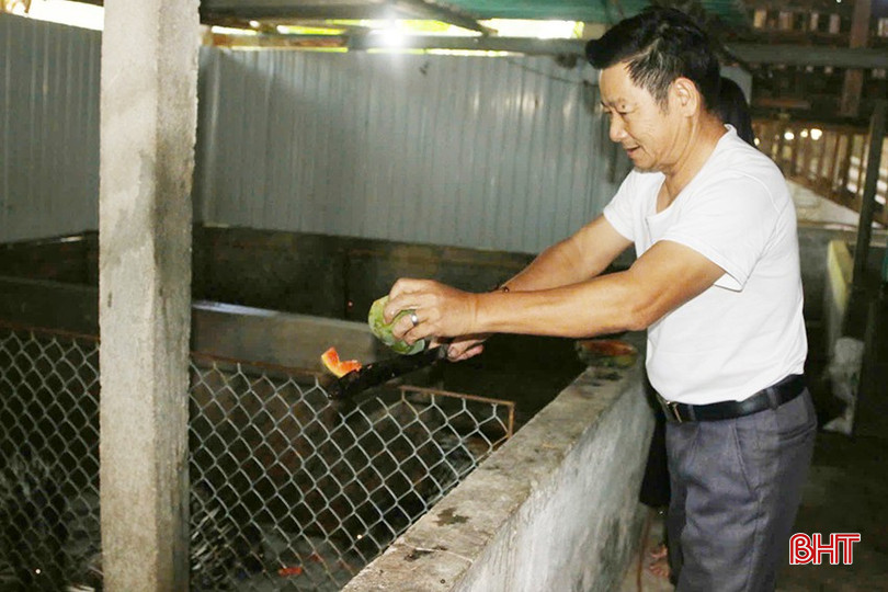 Ông Hà cẩn thận chăm sóc đàn nhím của gia đình. bqbht_br_z5985396366189-c7e9ca83a016b2f2eccfed4eae43fbd5.jpg