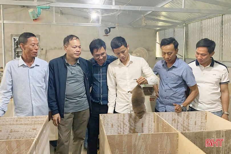 Hiện ông Hoàn đã nhân đàn dúi lên 300 con. bqbht_br_z6000346598987-3eaa202c5f3753a891833d3a40661291.jpg