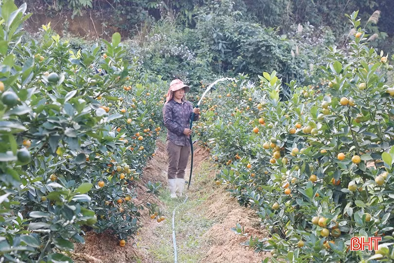 Vườn quất được các thành viên trong gia đình chăm chút tỉ mỉ, kỹ lưỡng.