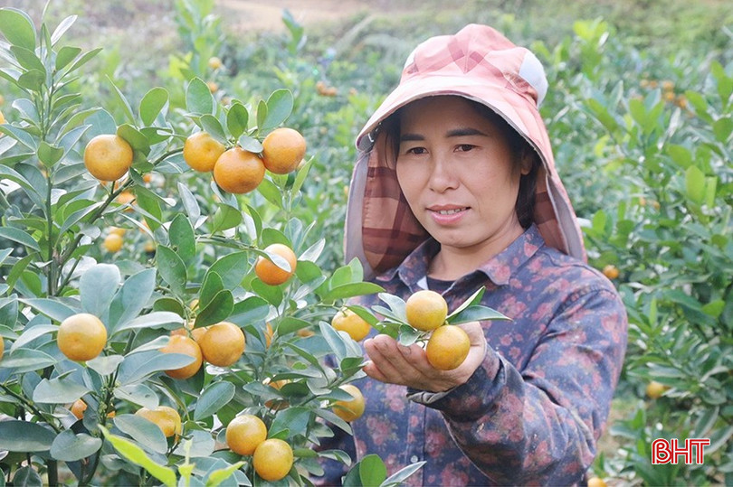 Gia đình anh Nguyễn Song Thao kỳ vọng về một mùa quất Tết thắng lợi. bqbht_br_z6207307772598-92094e773feaef28028adb7a5e608045.jpg