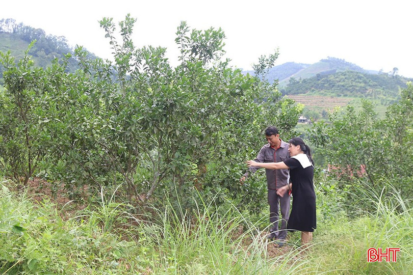Thời điểm này, nhiều thương lái đã chủ động khảo sát, đặt cọc thu mua cam tại các nhà vườn. bqbht_br_i5.jpg