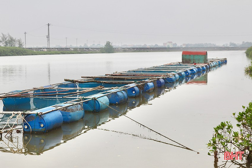 Toàn thôn Vĩnh Phúc hiện có 19 hộ nuôi cá vược trong lồng bè. bqbht_br_img-2998-copy.jpg