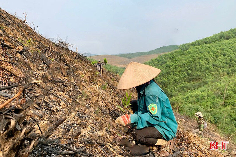 Người dân xã Quang Thọ tập trung trồng keo sau kỳ khai thác. bqbht_br_img-6853-copy-2.jpg