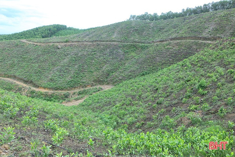 Việc trồng keo giúp người dân Vũ Quang ổn định cuộc sống. bqbht_br_img-6848-copy.jpg