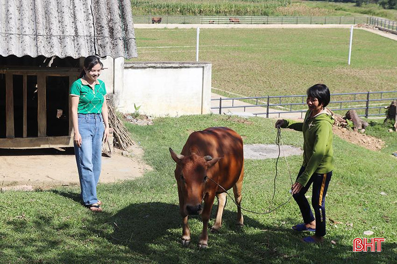 Cuộc sống gia đình bà Phan Thị Vĩnh (thôn Hợp Lợi, xã Hương Minh) vơi bớt khó khăn khi được hỗ trợ bò giống sinh sản. IMG_9671 2 copy.jpg