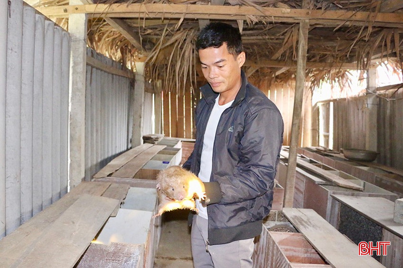 Mô hình nuôi dúi của ông Lê Anh Tuấn đem về nguồn thu nhập khá. bqbht_br_666.jpg