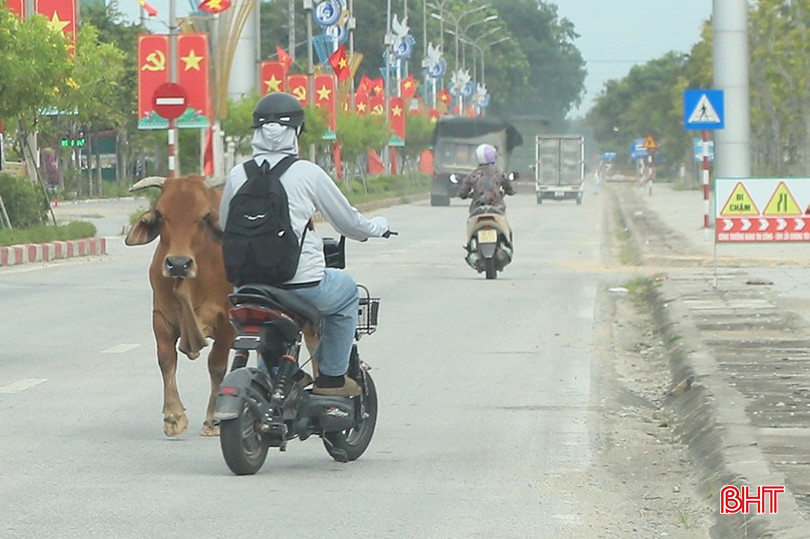 Không khó để bắt gặp các tình trạng trâu bò cản trở người tham gia giao thông tại Hà Tĩnh. bqbht_br_0000001.jpg