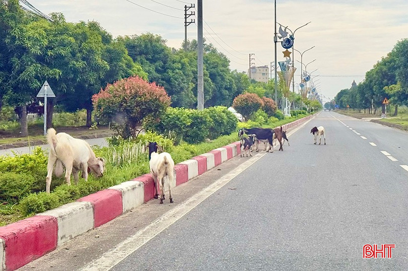 Không chỉ có trâu, bò, những đàn dê cũng được thả rông trên các tuyến đường gây ảnh hưởng đến an toàn giao thông (Ảnh chụp trên tuyến quốc lộ 8A, đoạn qua địa bàn xã Đức Thọ). bqbht_br_qa2.jpg