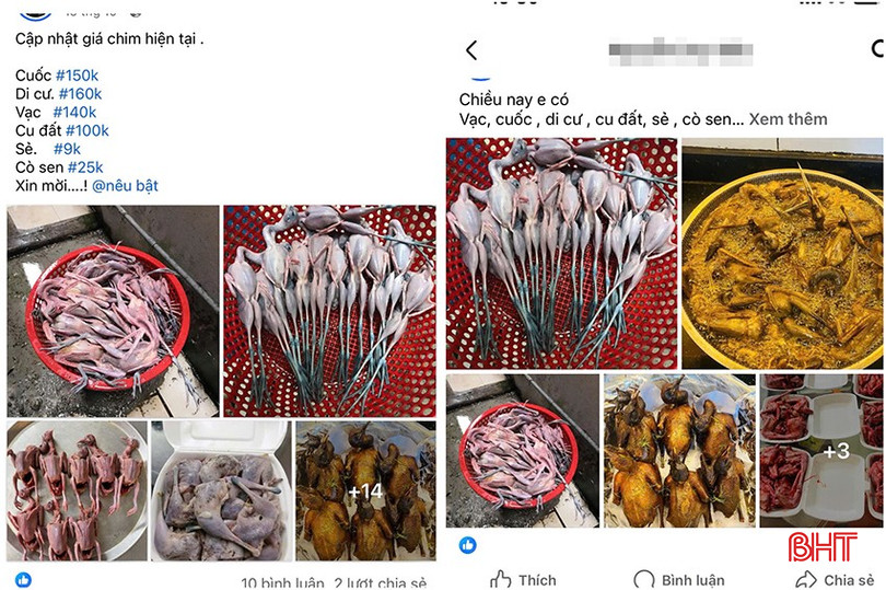 Các loại chim trời thường xuyên được các tài khoản Facebook đăng tải kèm giá cả để người mua theo dõi. bqbht_br_z7161557877495-8dabd1a7d47d16024e6ad37e3e147499.jpg