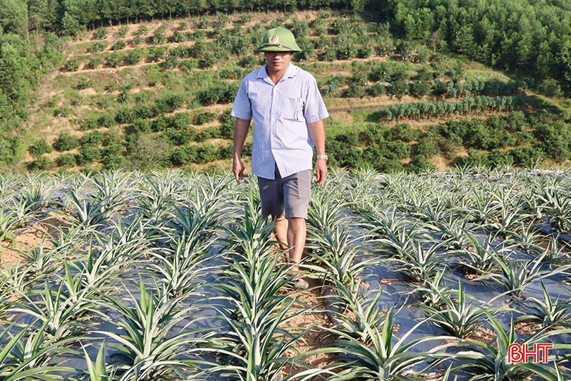Anh Nguyễn Văn Hoàn đã mạnh dạn quy hoạch lại vùng đồi của gia đình để trồng gần 3 ha cây hương bài và 2 ha dứa Cayen. bqbht_br_img-3866-copy-9706.jpg