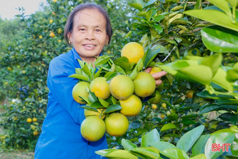 Vườn cam của gia đình bà Nguyệt luôn cho năng suất cao qua từng vụ, mang về nguồn thu khá. bqbht_br_img-3864-copy.jpg