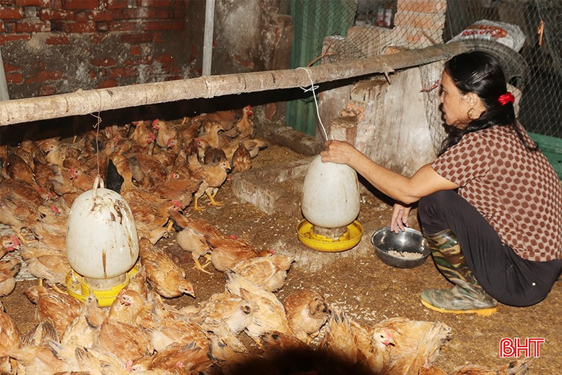 Việc tăng sức đề kháng cho đàn vật nuôi sau bão được người dân Hà Tĩnh chú trọng. bqbht_br_img-5832-copy.jpg