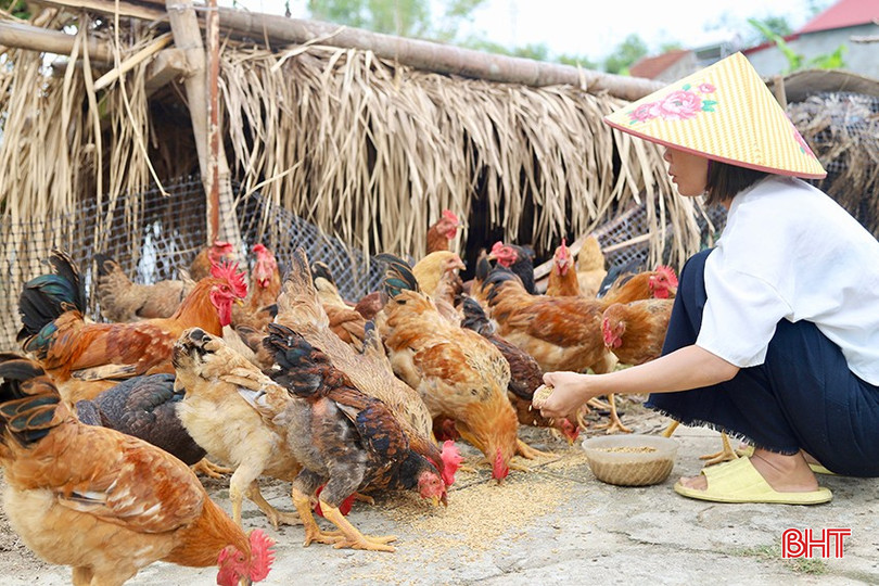 Chị Nguyễn Thị Ngân chủ động thực hiện các giải pháp chăm sóc đàn gà. bqbht_br_img-5457-copy.jpg
