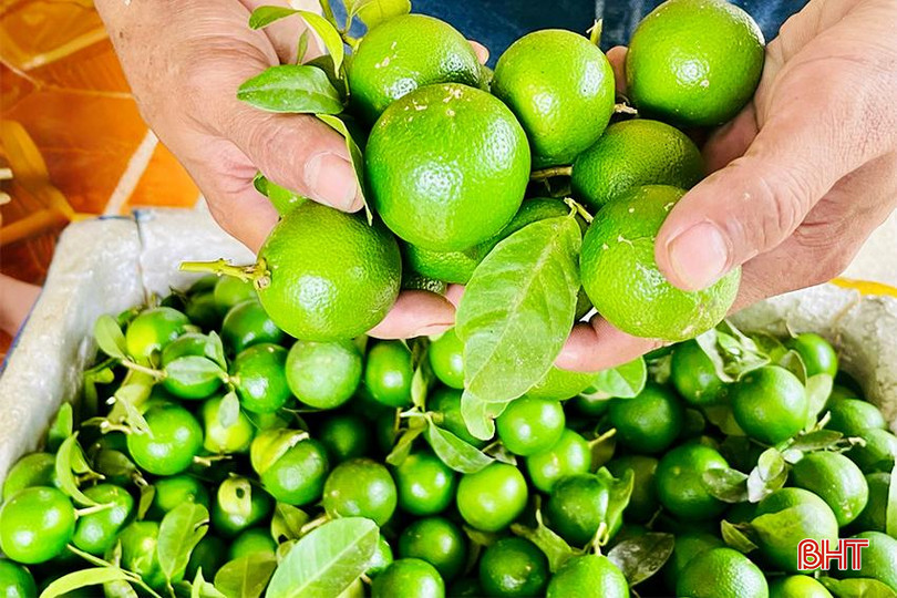 Vụ chanh chính vụ này, gia đình anh Nguyễn Đình Thông ước thu gần 20 tấn quả. 3697d120-364e-4616-b2de-c69e41f77615 copy.jpg