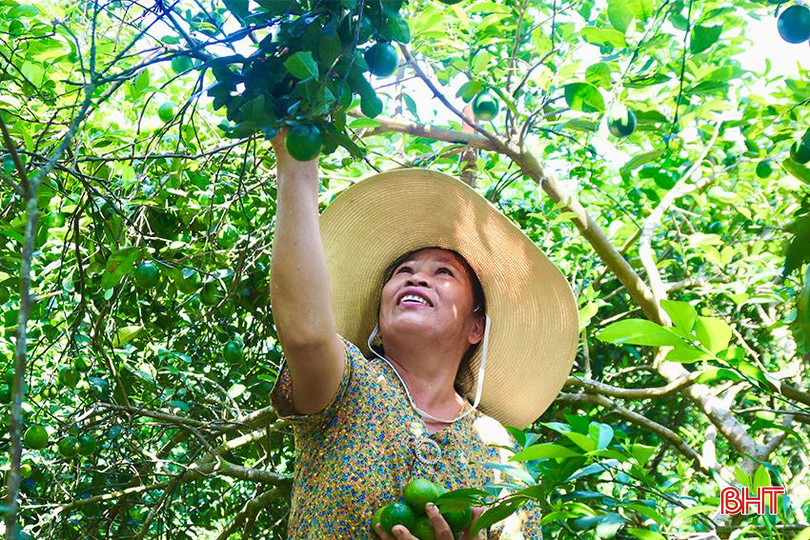 Bà Nguyễn Thị Thường (thôn Cao Phong) thu hoạch chanh xuất bán cho thương lái. IMG_9362 copy.jpg