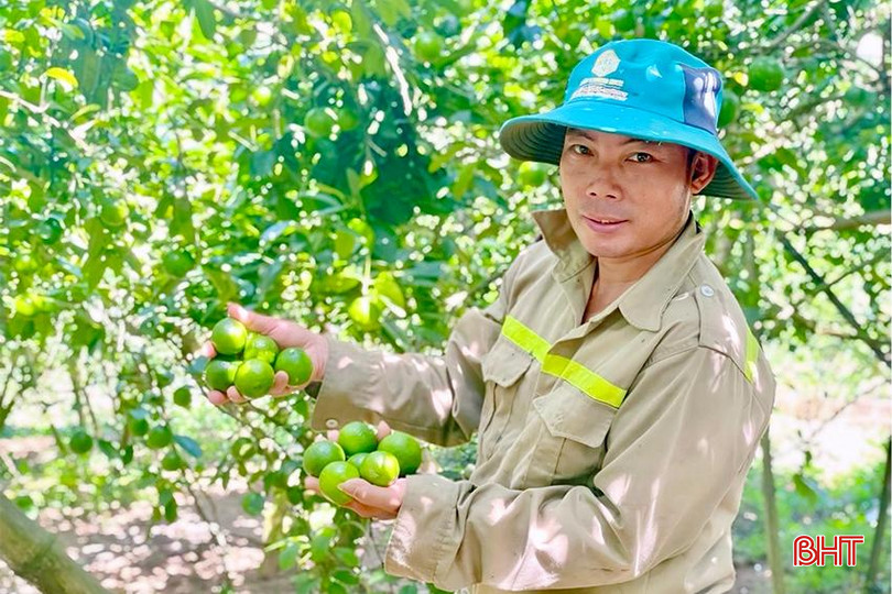 Chanh được mùa, giá bán ổn định nên anh Nguyễn Đình Thông (thôn Cừa Lĩnh, xã Đức Lĩnh) rất phấn khởi. 1I3RFMFBQ_5HHSDB copy.jpg