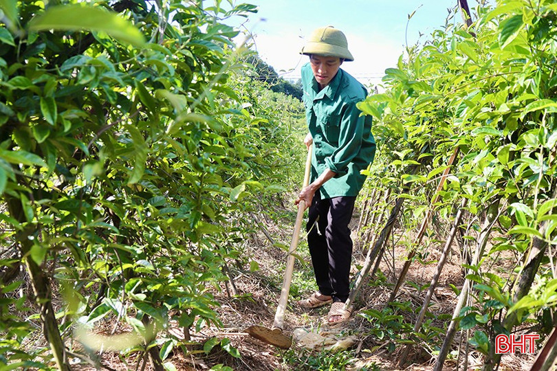 O Sr. Phan Dang Vuong se concentra em cuidar das áreas de cultivo de sanchi roxo de sua família. bqbht_br_img-8399-2-copy.jpg
