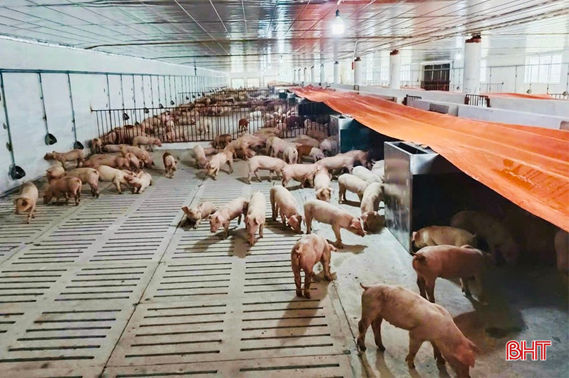 ເນື່ອງຈາກພະຍາດລະບາດສັບສົນ, ສະຫະກອນກະສິກຳ ແລະ ບໍລິການນິເວດ ຫວູເຊີນດຶກ ໄດ້ຫຼຸດຈຳນວນໝູລ້ຽງໃຫ້ເຕິດ. bqbht_br_img-7194-copy.jpg