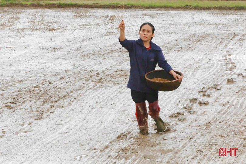Chị Trương Thị Hiền (thôn La Xá, xã Tân Lâm Hương) gieo lại các diện tích lúa bị hỏng. bqbht_br_img-1140-2-copy.jpg