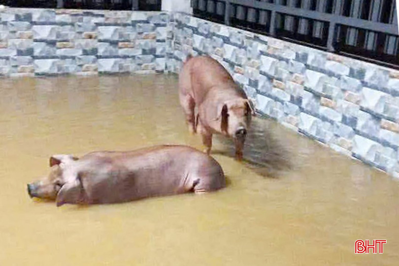 Mưa lớn khiến 150 hộ dân ở xã Kỳ Văn (huyện Kỳ Anh) bị ngập sâu, cô lập; nhiều tài sản bà con phải di chuyển đến nơi an toàn để hạn chế thiệt hại. bqbht_br_eb6f14532da898f6c1b9-copy.jpg