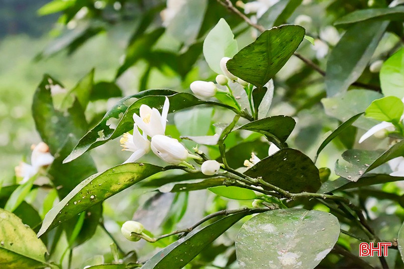 Việc chăm sóc đúng quy trình sẽ giúp cam ra hoa đúng thời vụ và tăng tỉ lệ đậu quả. bqbht_br_img-6666-copy.jpg
