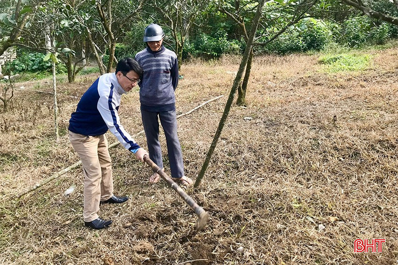 Ngành chuyên môn Vũ Quang hướng dẫn bà con chăm sóc cam sau mùa thu hoạch. bqbht_br_img-6664-copy.jpg