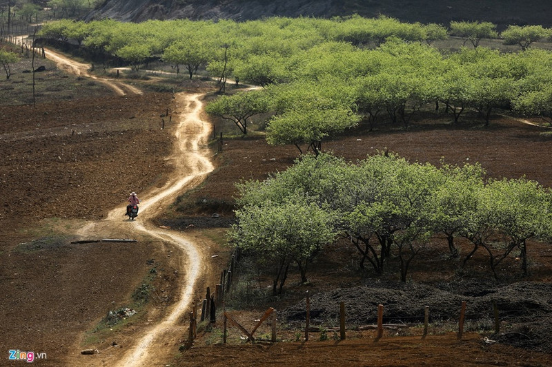 moc chau dep nhu tranh nhung ngay dau xuan