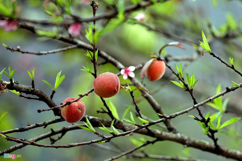 moc chau dep nhu tranh nhung ngay dau xuan