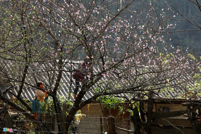 moc chau dep nhu tranh nhung ngay dau xuan