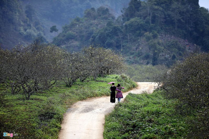 moc chau dep nhu tranh nhung ngay dau xuan