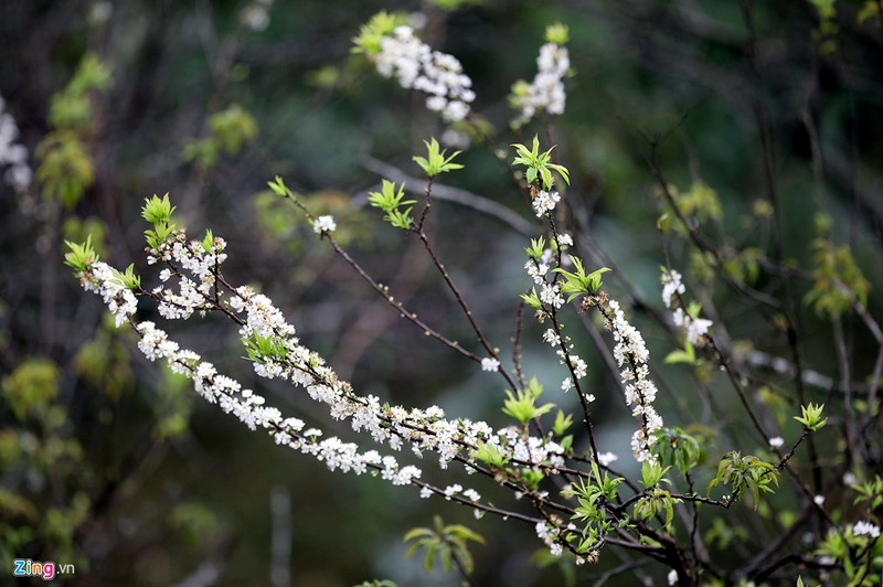 moc chau dep nhu tranh nhung ngay dau xuan