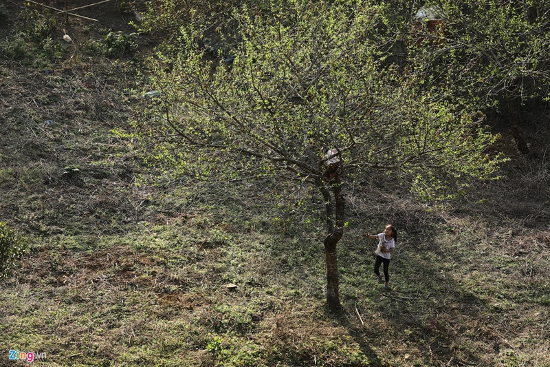 moc chau dep nhu tranh nhung ngay dau xuan