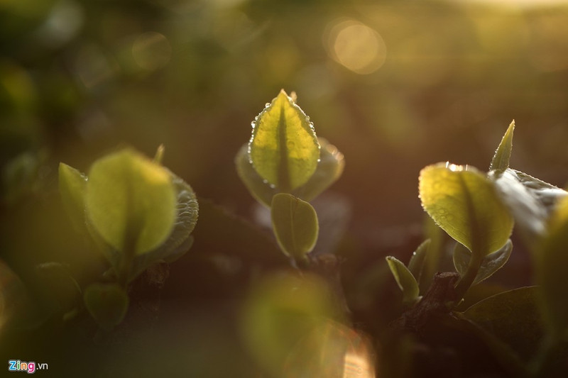 moc chau dep nhu tranh nhung ngay dau xuan